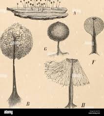 Attēlu rezultāti vaicājumam “Enerthenema papillatum”