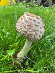 Attēlu rezultāti vaicājumam “Macrolepiota rhacodes”