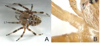 Attēlu rezultāti vaicājumam “Araneus diadematus juvenile”