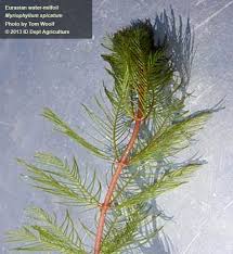 Attēlu rezultāti vaicājumam “Myriophyllum alterniflorum”