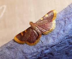 Attēlu rezultāti vaicājumam “Hypsopygia costalis”