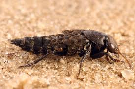 Attēlu rezultāti vaicājumam “Ontholestes murinus”