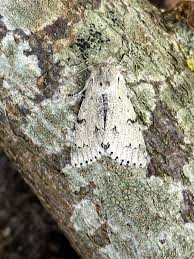 Attēlu rezultāti vaicājumam “Acronicta leporina”