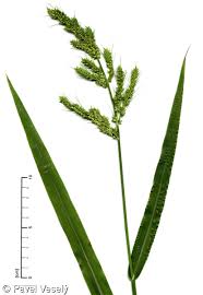 Attēlu rezultāti vaicājumam “Echinochloa crus-galli fruit”