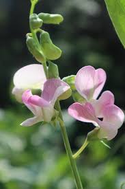 Attēlu rezultāti vaicājumam “Lathyrus latifolius flower”