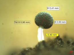Attēlu rezultāti vaicājumam “Didymium annulisporum”