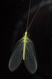 Attēlu rezultāti vaicājumam “Chrysopidae”