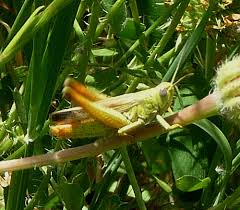 Attēlu rezultāti vaicājumam “Chortippus sp.”