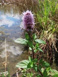 Attēlu rezultāti vaicājumam “Mentha x piperita”