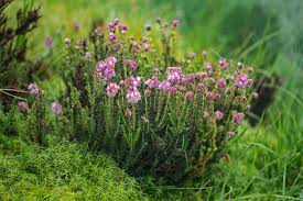 Attēlu rezultāti vaicājumam “Erica tetralix leaf”