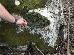 Attēlu rezultāti vaicājumam “Homalia trichomanoides sporophyte”