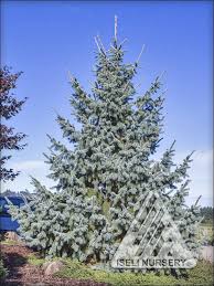 Attēlu rezultāti vaicājumam “Picea”