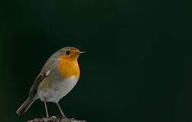 Image result for Erithacus rubecula