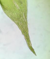 Attēlu rezultāti vaicājumam “Pseudotaxiphyllum elegans macro”