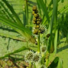 Attēlu rezultāti vaicājumam “Sparganium minimum fruit”