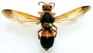 Attēlu rezultāti vaicājumam “Vespidae”