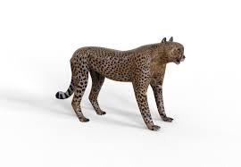 Afbeeldingsresultaat voor cheeta