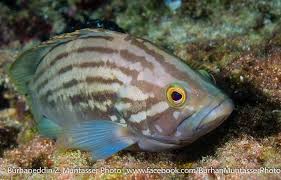 Image result for Epinephelus costae