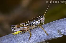 Attēlu rezultāti vaicājumam “Podisma pedestris”