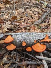 Attēlu rezultāti vaicājumam “Pycnoporus cinnabarinus”