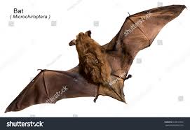 Attēlu rezultāti vaicājumam “Vespertilio murinus”