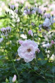 「アイスバーグ」の画像検索結果