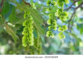 Attēlu rezultāti vaicājumam “Pterocarya fraxinifolia leaf”