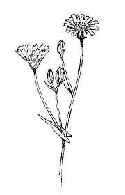 Attēlu rezultāti vaicājumam “Asteraceae”