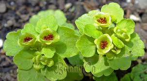 Attēlu rezultāti vaicājumam “Chrysosplenium alternifolium fruit”