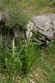 Attēlu rezultāti vaicājumam “Cephalanthera longifolia”