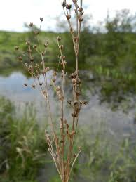 Attēlu rezultāti vaicājumam “Juncus alpinoarticulatus”