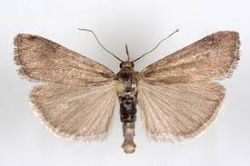 Attēlu rezultāti vaicājumam “Hypochalcia ahenella”