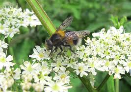 Attēlu rezultāti vaicājumam “Volucella bombylans”