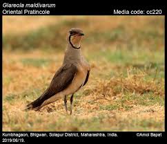 Image result for Glareola maldivarum