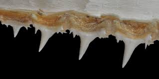 Image result for Odontaspis ferox