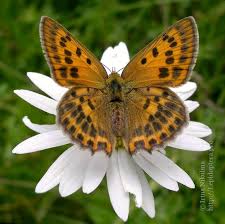 Attēlu rezultāti vaicājumam “Lycaena virgaureae”