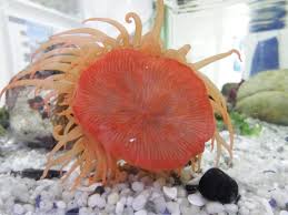 Image result for sea Anemone