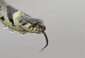 Attēlu rezultāti vaicājumam “Natrix natrix adult”