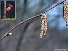 Attēlu rezultāti vaicājumam “Corylus avellana female flower”