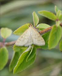 Attēlu rezultāti vaicājumam “Mecyna flavalis”