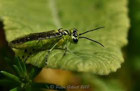 Attēlu rezultāti vaicājumam “Rhogogaster picta”