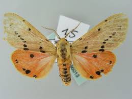 Attēlu rezultāti vaicājumam “Spilosoma lutea imago”