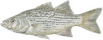 Image result for Morone chrysops