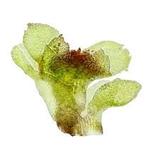 Attēlu rezultāti vaicājumam “Scapania apiculata”