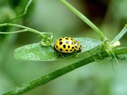 Attēlu rezultāti vaicājumam “Vicia hirsuta fruit”
