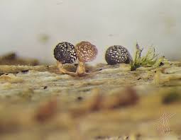 Attēlu rezultāti vaicājumam “Physarum melleum spores”