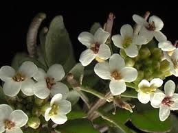 Image result for Rorippa nasturtium-aquaticum