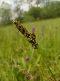 Attēlu rezultāti vaicājumam “Carex diandra”