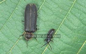 Attēlu rezultāti vaicājumam “Phosphaenus hemipterus male”