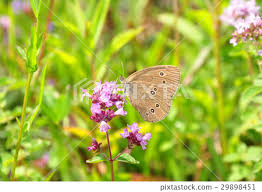 Attēlu rezultāti vaicājumam “Aphantopus hyperantus”